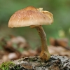 Paprastasis kelmutis - Armillaria mellea  | Fotografijos autorius : Gintautas Steiblys | © Macrogamta.lt | Šis tinklapis priklauso bendruomenei kuri domisi makro fotografija ir fotografuoja gyvąjį makro pasaulį.