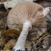 Gelsvasis kelmutis - Armillaria gallica | Fotografijos autorius : Kazimieras Martinaitis | © Macrogamta.lt | Šis tinklapis priklauso bendruomenei kuri domisi makro fotografija ir fotografuoja gyvąjį makro pasaulį.