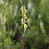 Paprastoji linažolė - Linaria vulgaris | Fotografijos autorius : Vidas Brazauskas | © Macrogamta.lt | Šis tinklapis priklauso bendruomenei kuri domisi makro fotografija ir fotografuoja gyvąjį makro pasaulį.