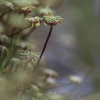 Paprastoji maršantija - Marchantia polymorpha | Fotografijos autorius : Agnė Našlėnienė | © Macrogamta.lt | Šis tinklapis priklauso bendruomenei kuri domisi makro fotografija ir fotografuoja gyvąjį makro pasaulį.