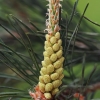 Paprastoji pušis - Pinus sylvestris | Fotografijos autorius : Gintautas Steiblys | © Macrogamta.lt | Šis tinklapis priklauso bendruomenei kuri domisi makro fotografija ir fotografuoja gyvąjį makro pasaulį.