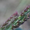 Paprastoji rietmenė - Echinochloa crus-galli | Fotografijos autorius : Vytautas Gluoksnis | © Macrogamta.lt | Šis tinklapis priklauso bendruomenei kuri domisi makro fotografija ir fotografuoja gyvąjį makro pasaulį.