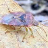 Parent Bug - Elasmucha grisea | Fotografijos autorius : Kazimieras Martinaitis | © Macronature.eu | Macro photography web site