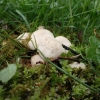 Pavasarinė balteklė - Calocybe gambosa | Fotografijos autorius : Vitalij Drozdov | © Macrogamta.lt | Šis tinklapis priklauso bendruomenei kuri domisi makro fotografija ir fotografuoja gyvąjį makro pasaulį.