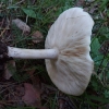 Pavasarinis minkštūnis - Melanoleuca cognata | Fotografijos autorius : Vitalij Drozdov | © Macrogamta.lt | Šis tinklapis priklauso bendruomenei kuri domisi makro fotografija ir fotografuoja gyvąjį makro pasaulį.