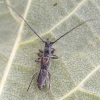 Pear Shortwing Beetle - Glaphyra umbellatarum | Fotografijos autorius : Kazimieras Martinaitis | © Macronature.eu | Macro photography web site