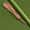 Pearl Veneer - Agriphila straminella | Fotografijos autorius : Vidas Brazauskas | © Macrogamta.lt | Šis tinklapis priklauso bendruomenei kuri domisi makro fotografija ir fotografuoja gyvąjį makro pasaulį.