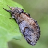 Pebble prominent - Notodonta ziczac | Fotografijos autorius : Kazimieras Martinaitis | © Macronature.eu | Macro photography web site