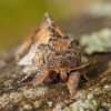Pebble prominent - Notodonta ziczac | Fotografijos autorius : Žilvinas Pūtys | © Macronature.eu | Macro photography web site