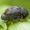 Pelėžirninis grūdinukas - Bruchus affinis | Fotografijos autorius : Žilvinas Pūtys | © Macrogamta.lt | Šis tinklapis priklauso bendruomenei kuri domisi makro fotografija ir fotografuoja gyvąjį makro pasaulį.