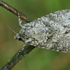 Pilkasis pelėdgalvis - Polia nebulosa | Fotografijos autorius : Gintautas Steiblys | © Macrogamta.lt | Šis tinklapis priklauso bendruomenei kuri domisi makro fotografija ir fotografuoja gyvąjį makro pasaulį.