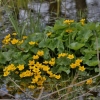 Pelkinė puriena - Caltha palustris | Fotografijos autorius : Kęstutis Obelevičius | © Macrogamta.lt | Šis tinklapis priklauso bendruomenei kuri domisi makro fotografija ir fotografuoja gyvąjį makro pasaulį.