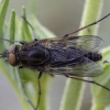 Pentinuotė - Thereva valida ♂ | Fotografijos autorius : Žilvinas Pūtys | © Macrogamta.lt | Šis tinklapis priklauso bendruomenei kuri domisi makro fotografija ir fotografuoja gyvąjį makro pasaulį.