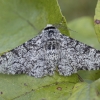 Peppered Moth - Biston betularia ♂ | Fotografijos autorius : Žilvinas Pūtys | © Macronature.eu | Macro photography web site