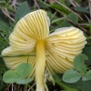 Oranžinė guotenė - Hygrocybe cf. acutoconica | Fotografijos autorius : Kazimieras Martinaitis | © Macronature.eu | Macro photography web site