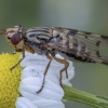 Picture-winged fly - Dorycera pictipennis ♀ | Fotografijos autorius : Žilvinas Pūtys | © Macronature.eu | Macro photography web site