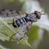 Picture-winged fly - Dorycera pictipennis ♂ | Fotografijos autorius : Žilvinas Pūtys | © Macronature.eu | Macro photography web site