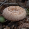 Piengrybis paberžis - Lactarius torminosus | Fotografijos autorius : Žilvinas Pūtys | © Macrogamta.lt | Šis tinklapis priklauso bendruomenei kuri domisi makro fotografija ir fotografuoja gyvąjį makro pasaulį.