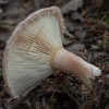 Piengrybis paberžis - Lactarius torminosus | Fotografijos autorius : Žilvinas Pūtys | © Macrogamta.lt | Šis tinklapis priklauso bendruomenei kuri domisi makro fotografija ir fotografuoja gyvąjį makro pasaulį.