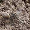 Pietinė skėtė - Orthetrum brunneum ♀ | Fotografijos autorius : Aistė Matijošaitytė | © Macrogamta.lt | Šis tinklapis priklauso bendruomenei kuri domisi makro fotografija ir fotografuoja gyvąjį makro pasaulį.