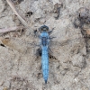 Pietinė skėtė - Orthetrum brunneum ♂ | Fotografijos autorius : Aistė Matijošaitytė | © Macrogamta.lt | Šis tinklapis priklauso bendruomenei kuri domisi makro fotografija ir fotografuoja gyvąjį makro pasaulį.