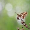 Pievinis perlinukas - Bolorija selene | Fotografijos autorius : Zita Gasiūnaitė | © Macrogamta.lt | Šis tinklapis priklauso bendruomenei kuri domisi makro fotografija ir fotografuoja gyvąjį makro pasaulį.