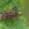 Pilkamargė žolblakė - Phytocoris dimidiatus ♀ | Fotografijos autorius : Žilvinas Pūtys | © Macrogamta.lt | Šis tinklapis priklauso bendruomenei kuri domisi makro fotografija ir fotografuoja gyvąjį makro pasaulį.