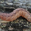 Pilkasis pelėdgalvis - Polia nebulosa, vikšras | Fotografijos autorius : Gintautas Steiblys | © Macrogamta.lt | Šis tinklapis priklauso bendruomenei kuri domisi makro fotografija ir fotografuoja gyvąjį makro pasaulį.