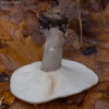 Pilkoji tauriabudė - Clitocybe nebularis | Fotografijos autorius : Žilvinas Pūtys | © Macrogamta.lt | Šis tinklapis priklauso bendruomenei kuri domisi makro fotografija ir fotografuoja gyvąjį makro pasaulį.