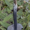 Gijabudė - Entoloma (Cyanula) sp. | Fotografijos autorius : Žilvinas Pūtys | © Macronature.eu | Macro photography web site
