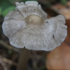 Fibrecap - Inocybe sp. | Fotografijos autorius : Gintautas Steiblys | © Macronature.eu | Macro photography web site