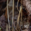 Lieknasis pirštūnis - Macrotyphula juncea | Fotografijos autorius : Žilvinas Pūtys | © Macrogamta.lt | Šis tinklapis priklauso bendruomenei kuri domisi makro fotografija ir fotografuoja gyvąjį makro pasaulį.