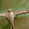 Pirštasparnis | Fotografijos autorius : Vidas Brazauskas | © Macrogamta.lt | Šis tinklapis priklauso bendruomenei kuri domisi makro fotografija ir fotografuoja gyvąjį makro pasaulį.