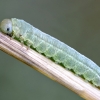 Pjūklelio lerva | Fotografijos autorius : Kazimieras Martinaitis | © Macrogamta.lt | Šis tinklapis priklauso bendruomenei kuri domisi makro fotografija ir fotografuoja gyvąjį makro pasaulį.