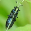 Pjūklelis ? | Fotografijos autorius : Vidas Brazauskas | © Macrogamta.lt | Šis tinklapis priklauso bendruomenei kuri domisi makro fotografija ir fotografuoja gyvąjį makro pasaulį.