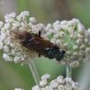 Pjūklelis ? | Fotografijos autorius : Vytautas Gluoksnis | © Macrogamta.lt | Šis tinklapis priklauso bendruomenei kuri domisi makro fotografija ir fotografuoja gyvąjį makro pasaulį.