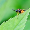 Pjūklelis | Athalia cf. bicolor | Fotografijos autorius : Darius Baužys | © Macrogamta.lt | Šis tinklapis priklauso bendruomenei kuri domisi makro fotografija ir fotografuoja gyvąjį makro pasaulį.