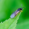 Pjūklelis | Athalia cf. bicolor | Fotografijos autorius : Darius Baužys | © Macrogamta.lt | Šis tinklapis priklauso bendruomenei kuri domisi makro fotografija ir fotografuoja gyvąjį makro pasaulį.