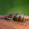Plaited Door-snail - Cochlodina laminata  | Fotografijos autorius : Dalia Račkauskaitė | © Macronature.eu | Macro photography web site