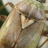 Plant Bug - Lygus pratensis | Fotografijos autorius : Vidas Brazauskas | © Macronature.eu | Macro photography web site