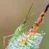 Pailgoji žolblakė – Megaloceroea recticornis | Fotografijos autorius : Darius Baužys | © Macronature.eu | Macro photography web site