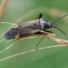 Plant bug - Adelphocoris seticornis | Fotografijos autorius : Žilvinas Pūtys | © Macronature.eu | Macro photography web site