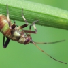 Žolblakė - Calocoris alpestris, nimfa | Fotografijos autorius : Gintautas Steiblys | © Macronature.eu | Macro photography web site