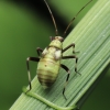 Plant bug - Calocoris alpestris, nymph | Fotografijos autorius : Gintautas Steiblys | © Macronature.eu | Macro photography web site