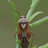 Plant bug - Lygus pratensis | Fotografijos autorius : Gintautas Steiblys | © Macronature.eu | Macro photography web site