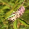 Plant bug - Megaloceroea recticornis | Fotografijos autorius : Agnė Kulpytė | © Macronature.eu | Macro photography web site