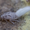 Planthopper - Cixiidae, nymph | Fotografijos autorius : Žilvinas Pūtys | © Macronature.eu | Macro photography web site