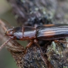 Plokščiavabalis - Laemophloeus monilis | Fotografijos autorius : Žilvinas Pūtys | © Macrogamta.lt | Šis tinklapis priklauso bendruomenei kuri domisi makro fotografija ir fotografuoja gyvąjį makro pasaulį.