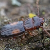 Plokščiavabalis - Laemophloeus monilis | Fotografijos autorius : Žilvinas Pūtys | © Macrogamta.lt | Šis tinklapis priklauso bendruomenei kuri domisi makro fotografija ir fotografuoja gyvąjį makro pasaulį.