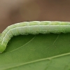 Plumed prominent - Ptilophora plumigera, caterpillar | Fotografijos autorius : Gintautas Steiblys | © Macronature.eu | Macro photography web site